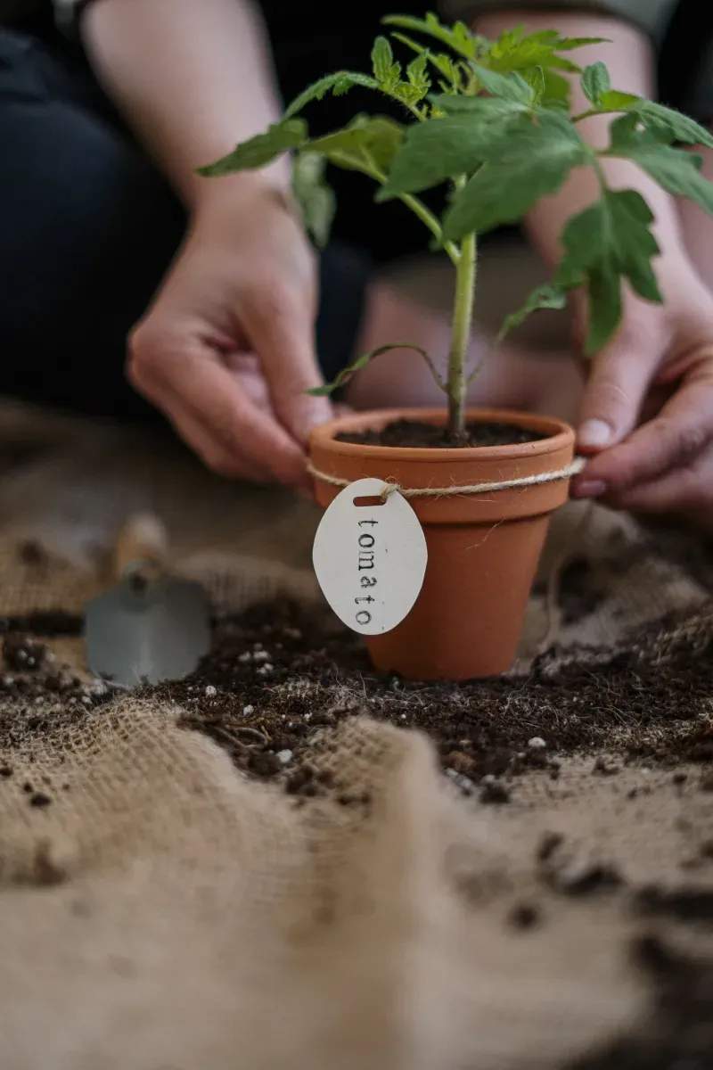 Rasenpflege im Frühling: Die wichtigsten Schritte für einen gesunden Grünbereich