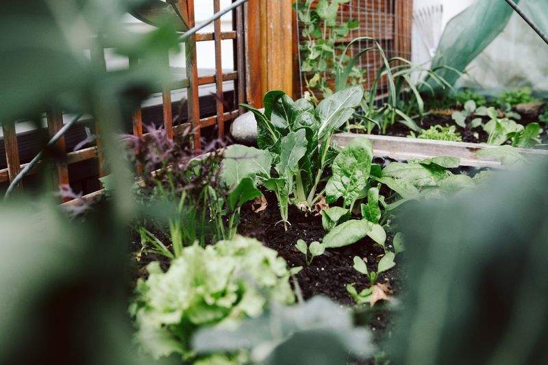 Grünraum Gartenpflege GmbH 1