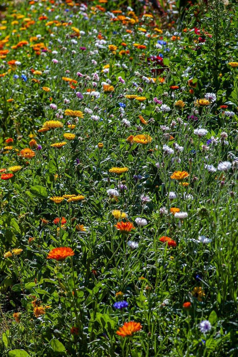 Grünraum Gartenpflege GmbH 12