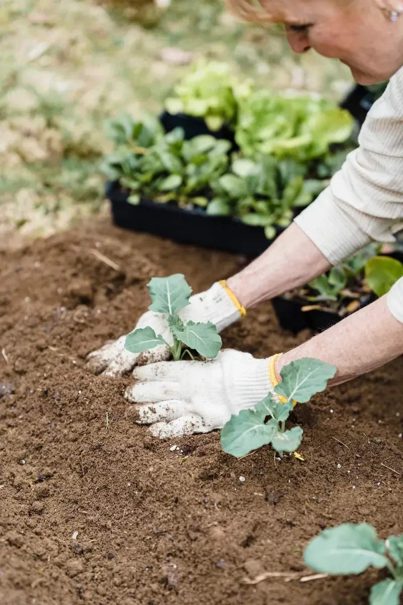 Gartenreinigung und Laubentfernung